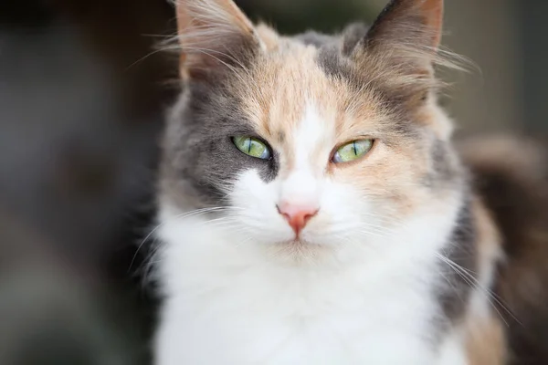 Close Portrait Adorable Tricolor Calico Long Haired Cat Beautiful Green —  Fotos de Stock