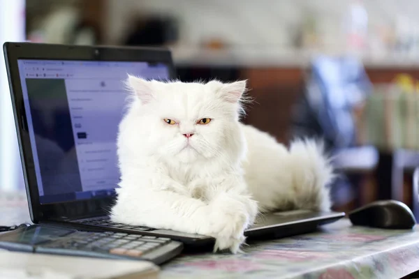 Cute Fluffy Creamy White Persian Cat Yellow Eyes Lying Open — Foto Stock