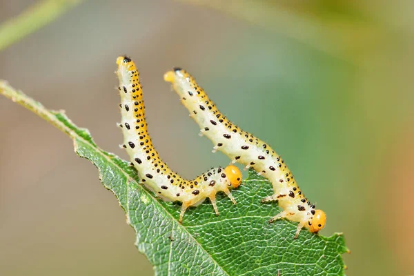 Extreme Close Two Late Instar Larvae Erythrina Moths Agathodes Designalis — Stock Photo, Image