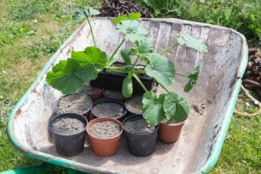 Ekinler için saksı toprağı ve el arabasında kabak bitkisi hazırlıyorum.