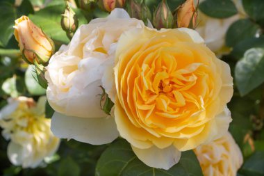 Baharda bahçede sarı güller