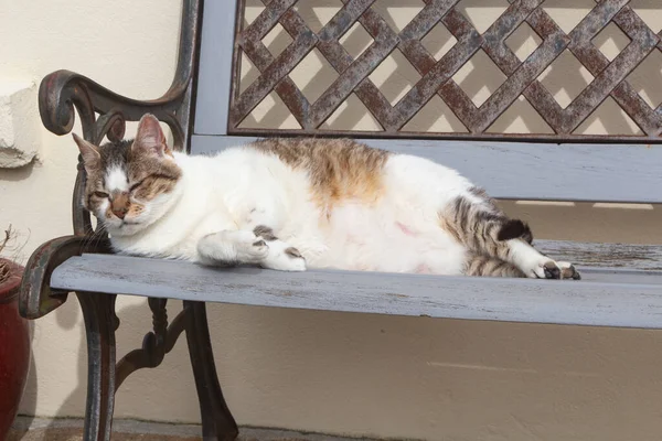 Acostado Gato Tabby Durmiendo Banco —  Fotos de Stock