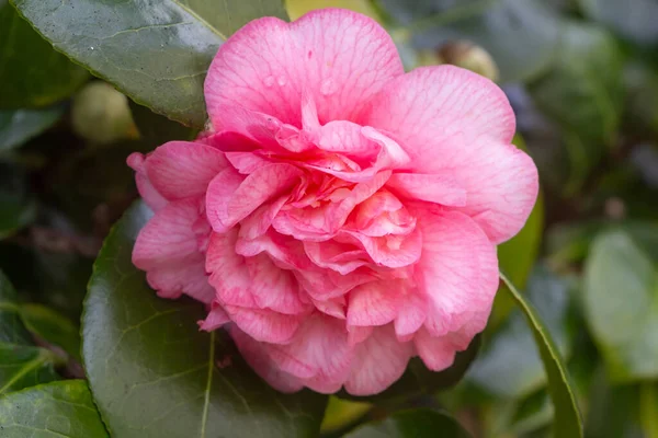 Růžový Květ Kamélie Zahradě Během Jara — Stock fotografie