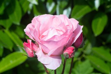 Yaz boyunca bahçede tomurcuklu pembe gül.