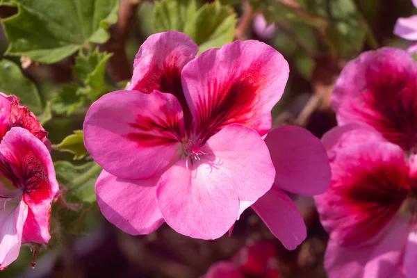 Flores Gerânio Rosa Jardim Durante Verão — Fotografia de Stock