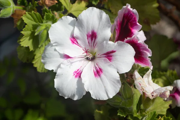 夏の間の庭の白とピンクのゼラニウムの花 — ストック写真