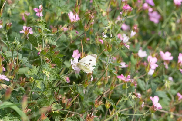 花园花朵上的白蝴蝶 — 图库照片