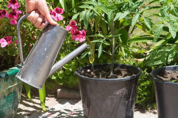 Main Une Femme Arrosant Une Plante Tomates Dans Pot Fleurs — Photo