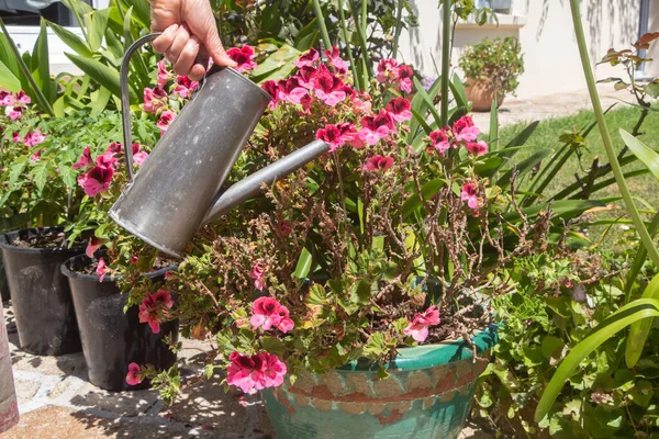 夏の間 植木鉢にゼラニウム植物を水をやるために — ストック写真