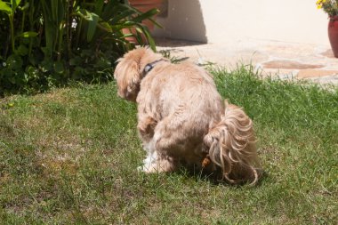 Köpek bahçedeki çimlere kaka yapıyor.
