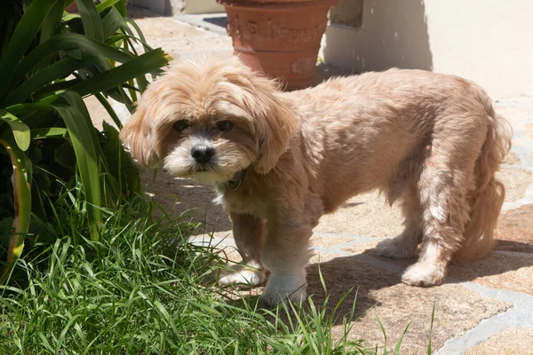 Red Lhasa Apso Pies Ogrodzie — Zdjęcie stockowe