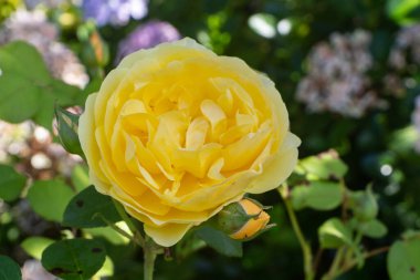 Baharda bahçede sarı gül