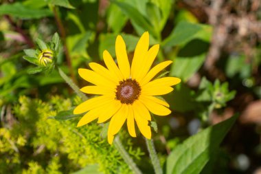 Yaz aylarında bir bahçede sarı Rudbeckia çiçek