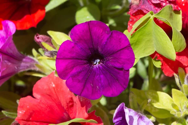 花园里有紫色和红色的牡丹花 — 图库照片