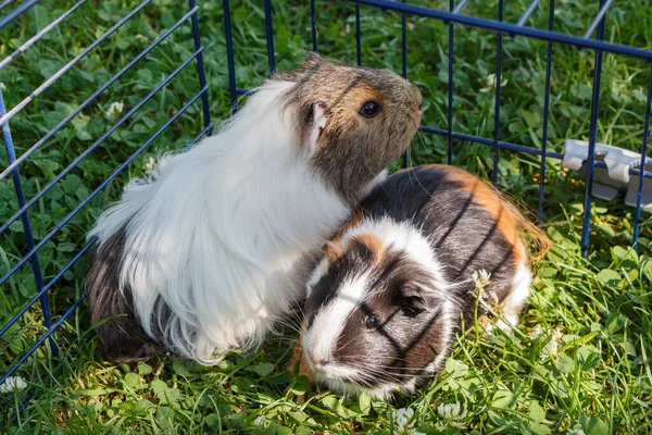 Deux Cochons Guinée Dans Une Clôture Métallique Dans Jardin — Photo