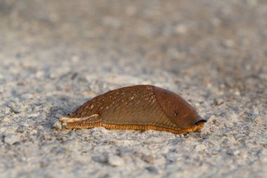 Brittany 'de yerde sürünen sümüklüböcek
