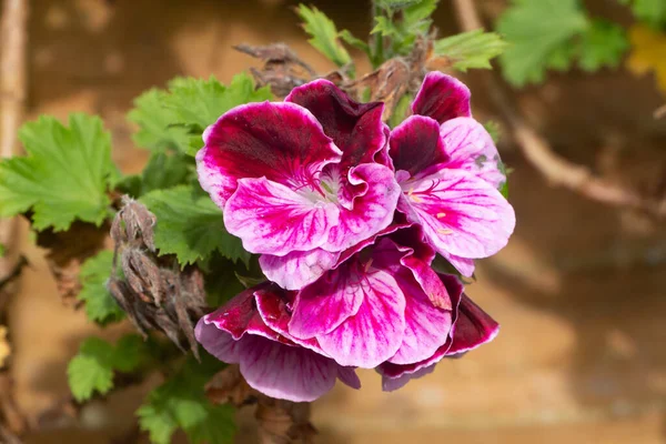 Rosafarbene Geranien Blühen Frühling Garten — Stockfoto