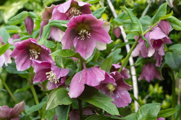 Pink Christmas rose in a garden during spring