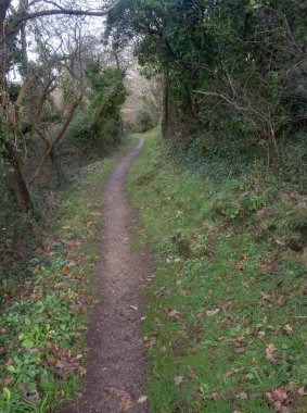 Sonbahar boyunca Brittany 'de bir ormanda yol