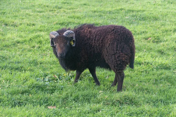 Negro Ouessant Ovejas Campo Bretaña — Foto de Stock