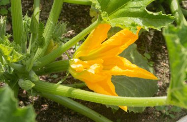 Yaz boyunca sebze bahçesinde kabak çiçeği