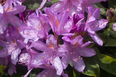 Mor ormangülü çiçek bahar sırasında bir bahçede