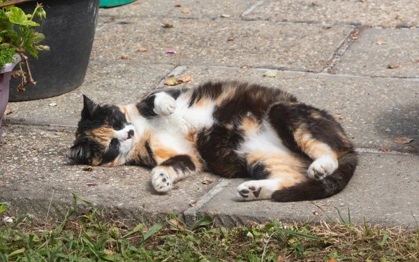 Lying Tortoiseshell Cat Pavement Garden — Fotografia de Stock