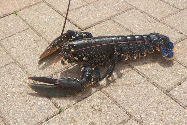 Breton Alive Lobster Fishing Brittany — Stock Photo, Image