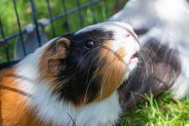 Bahçedeki çimlerde kobay faresi