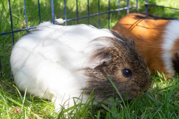 Guinea Pigs Grazing Garden — Stock Photo, Image