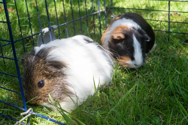 两只几内亚猪在花园的铁丝网围栏里 — 图库照片