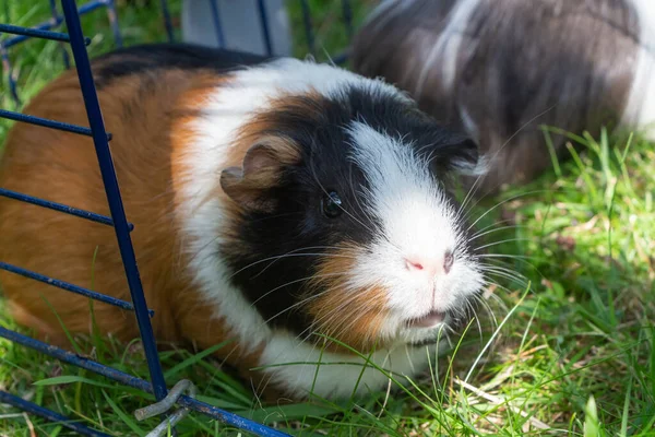 Guinea pig in a wire fencing in a garden