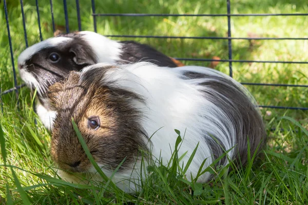 Guinea pigs in a wire fencing in a garden