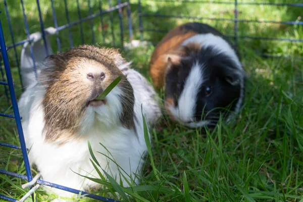 Guinea Pigs Grazing Wire Fencing Garden Fotos De Bancos De Imagens