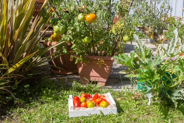 野菜の庭で収穫した後の箱の中のトマト — ストック写真