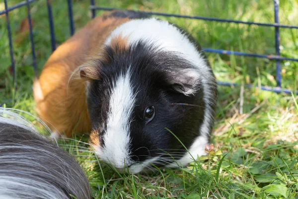 Guinea Babi Kawat Pagar Taman Stok Gambar Bebas Royalti