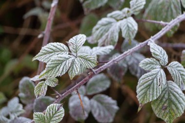Kış boyunca bahçedeki şekerli yapraklar