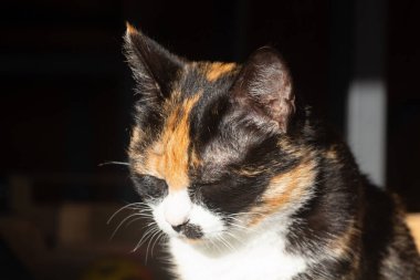 Bahçede gözleri kapalı oturan kaplumbağa kabuklu kedi.