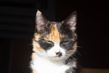 Bahçede oturan kaplumbağa kabuklu bir kedinin başına yakın plan.