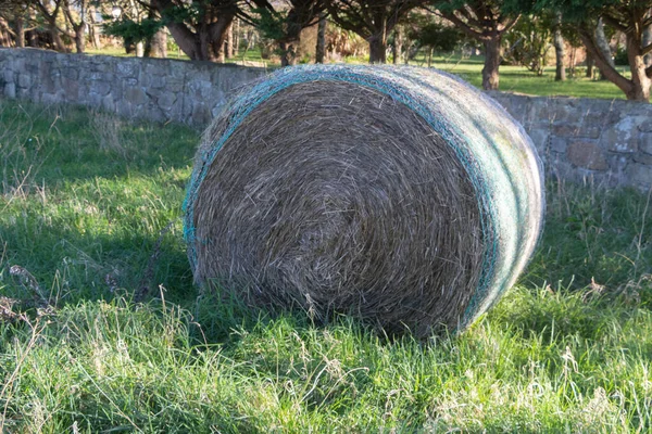 Fardos Feno Campo Uma Fazenda — Fotografia de Stock