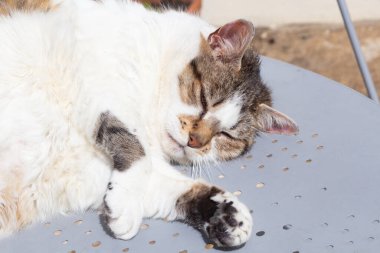 Bir bahçede bir masada tekir kedi yatarken