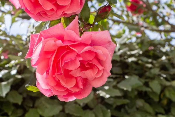 Pink Rose Garden Spring — Stock Photo, Image