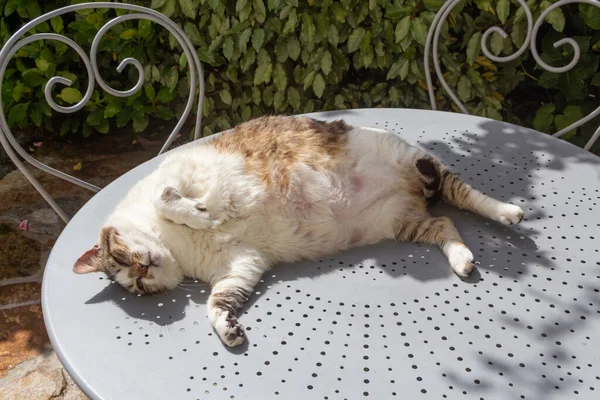 Acostado Gato Tabby Una Mesa Jardín —  Fotos de Stock