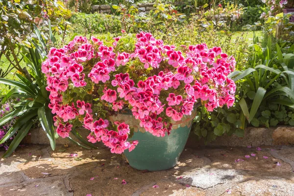 Jardinera Con Flores Geranio Rosa Jardín Durante Primavera — Foto de Stock