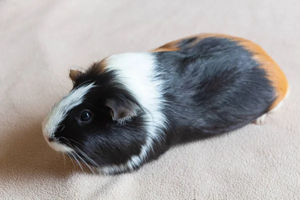 Hitam Putih Dan Coklat Guinea Babi Pada Selimut Stok Foto Bebas Royalti