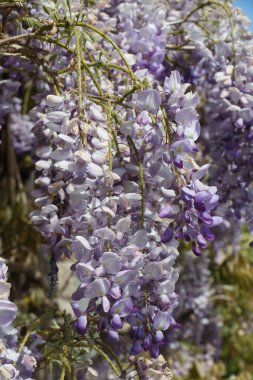 Bahar boyunca bir bahçede mor salkım çiçekleri