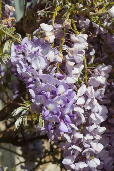 Kwiaty Fioletowej Wisterii Ogrodzie Wiosną — Zdjęcie stockowe