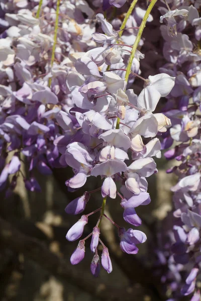 Bloemen Van Paarse Wisteria Een Tuin Tijdens Het Voorjaar — Stockfoto