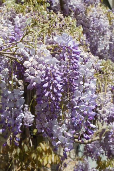 Bloemen Van Paarse Wisteria Een Tuin Tijdens Het Voorjaar — Stockfoto