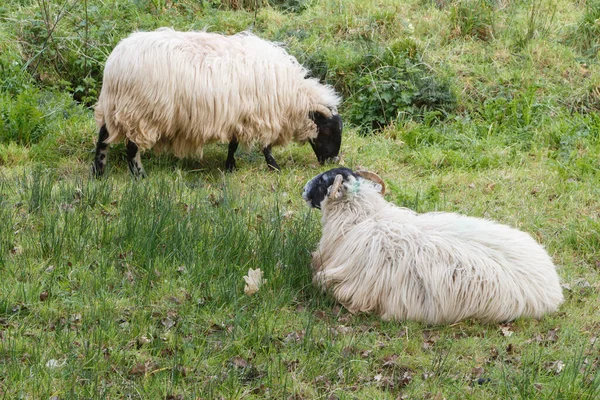 Pecora Blackface Scozzese Sdraiato Pascolo Campo — Foto Stock